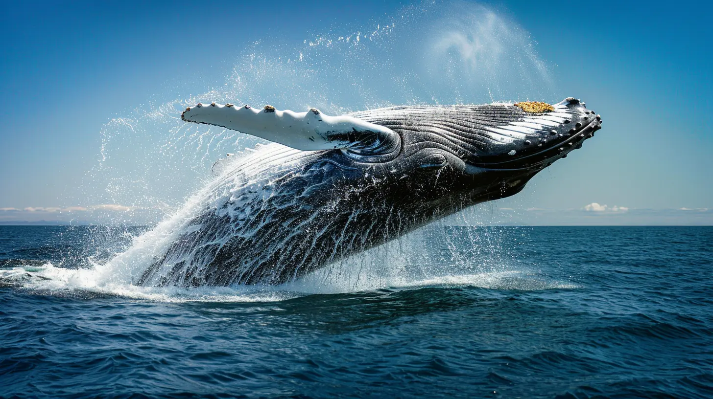 Best Times for Whale Watching in Alaska